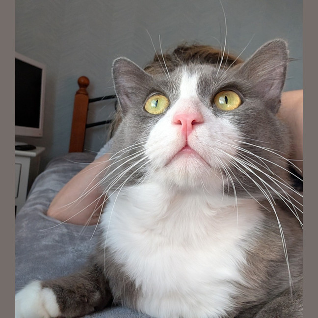 Photo of Pickles
