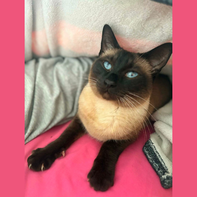 Photo of Cleo   In Foster Care In Riddells Creek