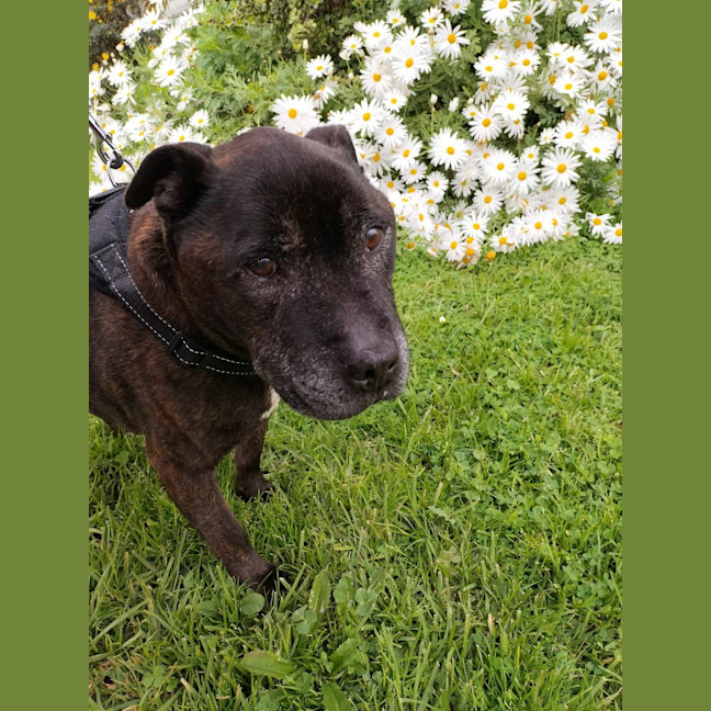 Photo of Buddy