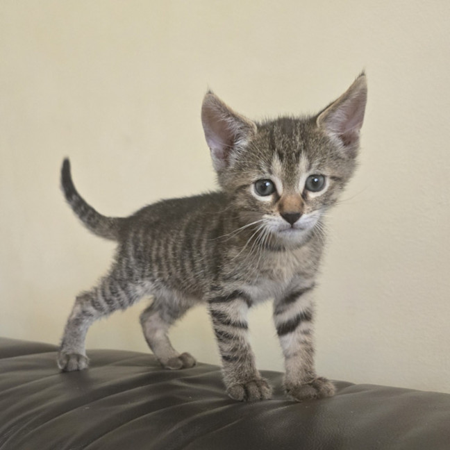Photo of Comet
