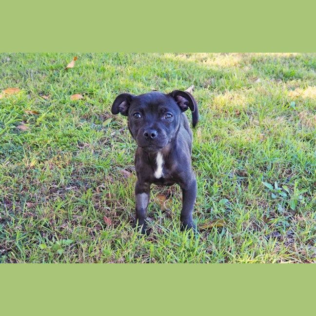 Photo of Georgie Girl