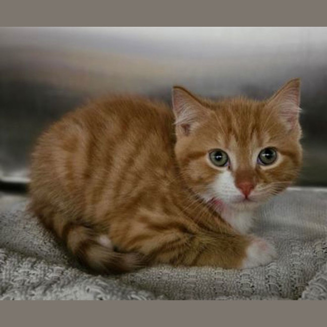 Photo of Pumpkin