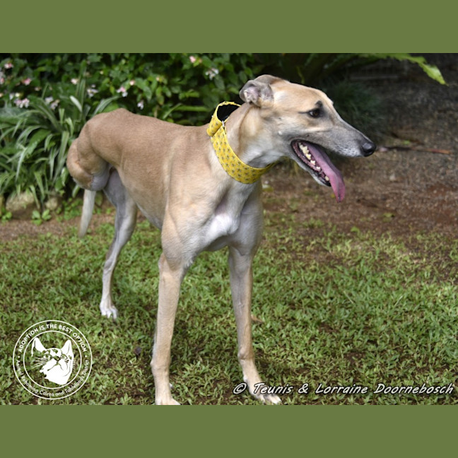 Photo of Sylvie Racing Name Silver Starline