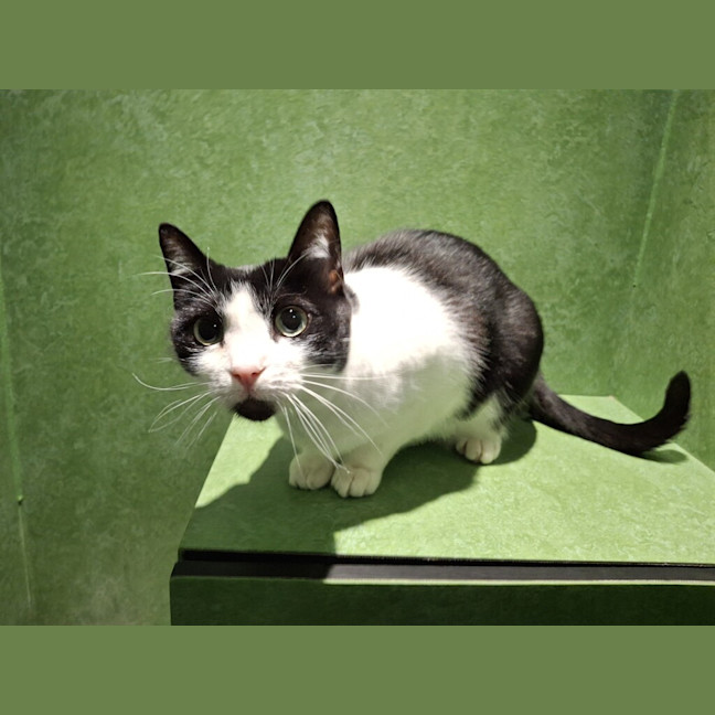 Photo of Shadow