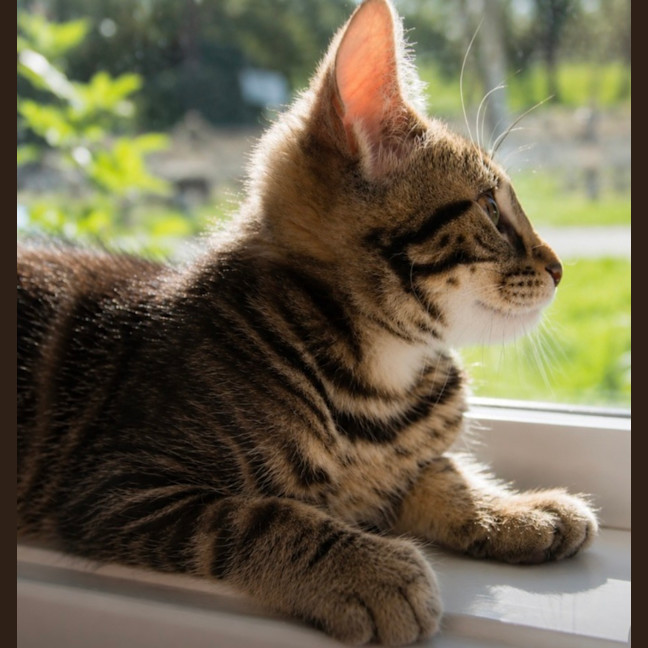Photo of Dash