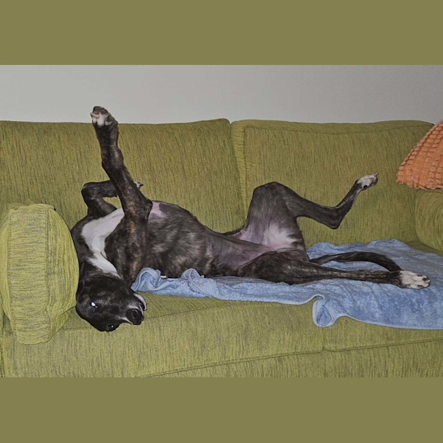 Photo of Brittney, The Greyhound