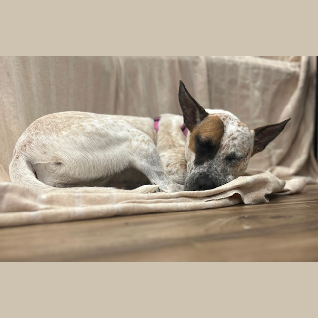 Photo of 🌶️ Chilli Heeler 🌶️