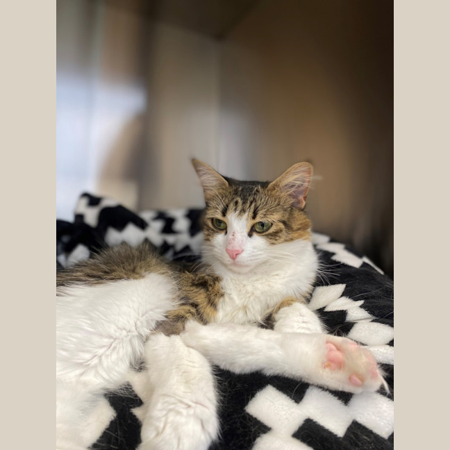 Photo of Polly
