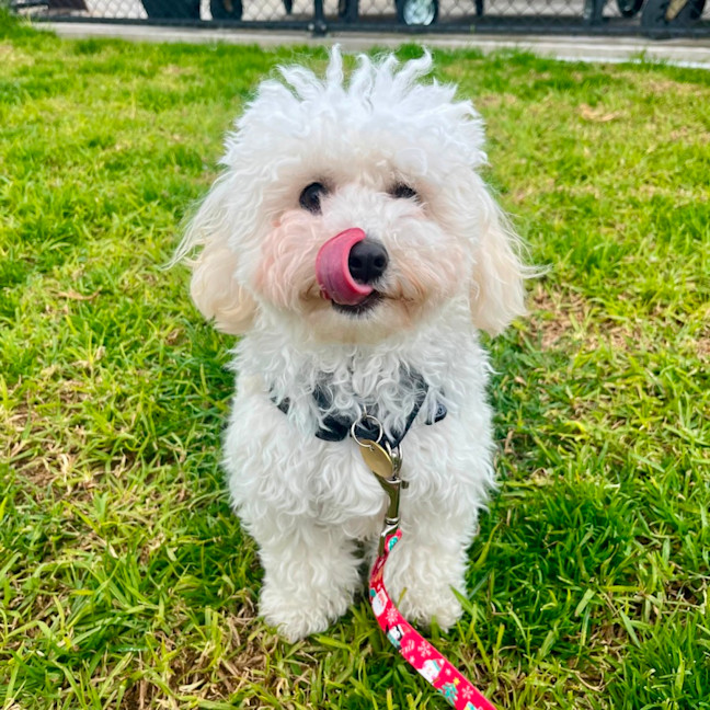 Photo of Millie