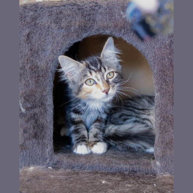 Photo of Bramble