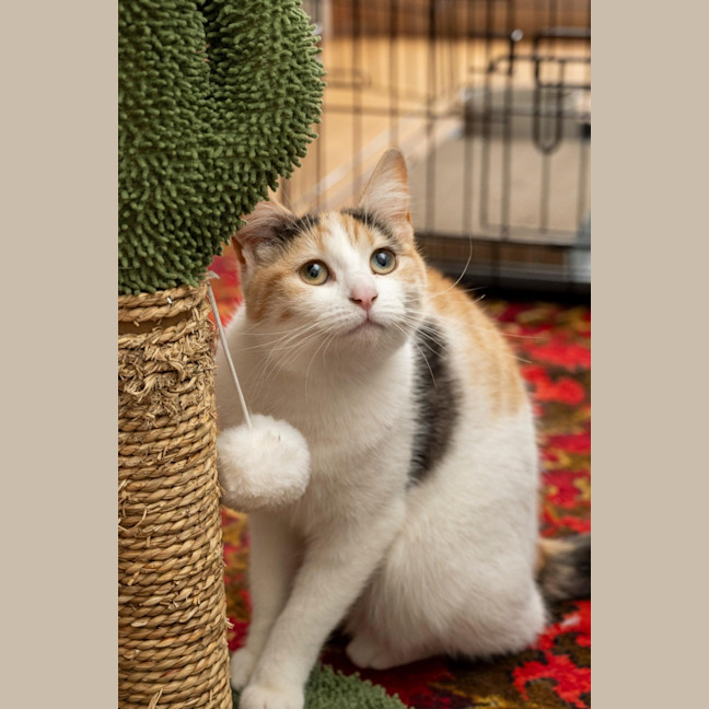 Photo of Ginger Bit