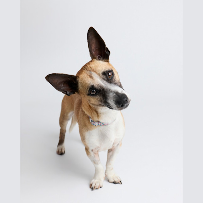 Photo of Arlo