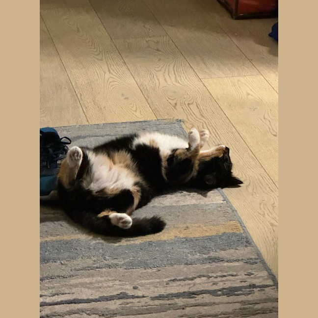 Photo of Gilly Bunny