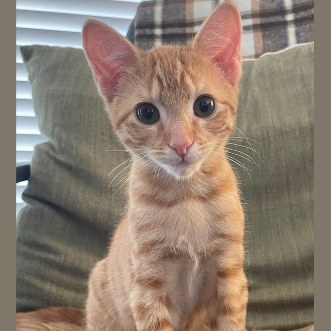 Photo of Oakley