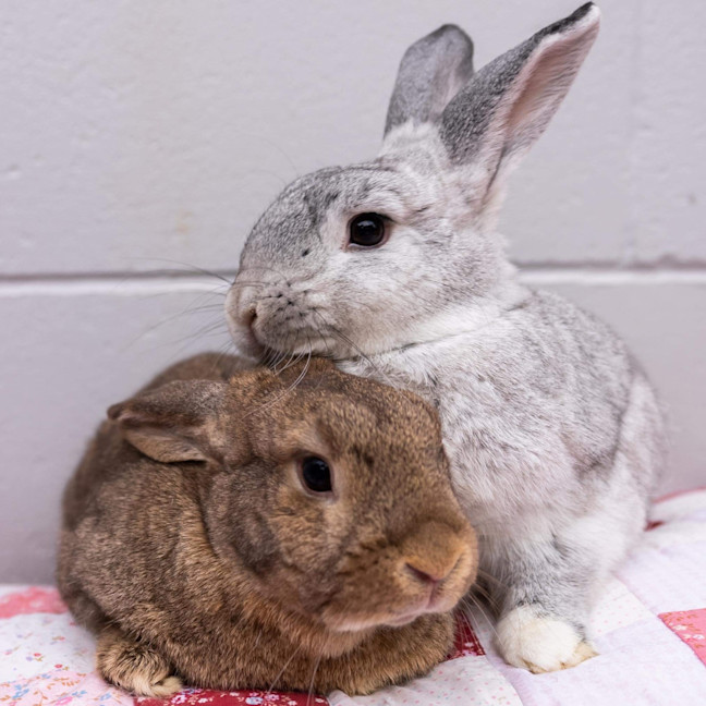 Photo of Jazz (W Mitzi)