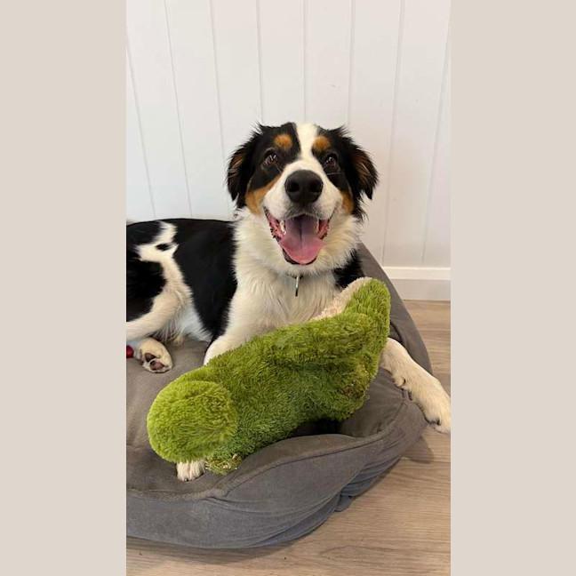Photo of Henry