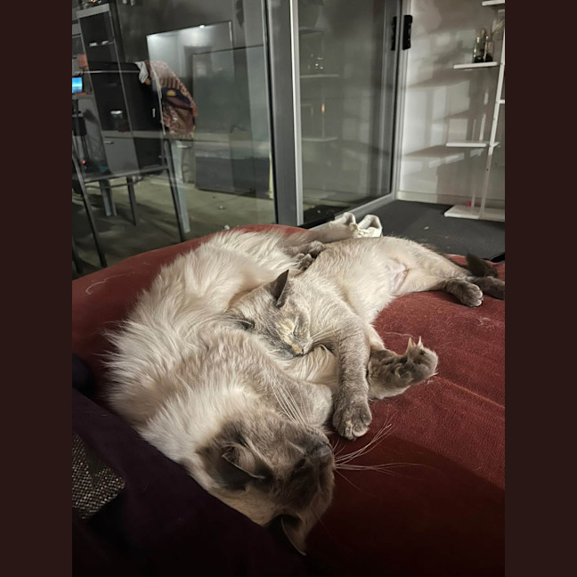 Photo of Milo