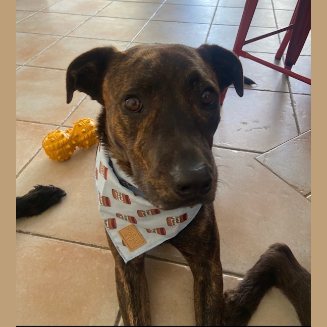 Photo of Arlo
