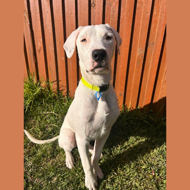Photo of Chevy