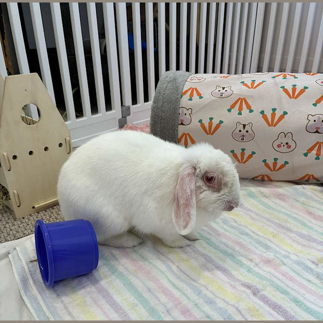 Photo of Minke