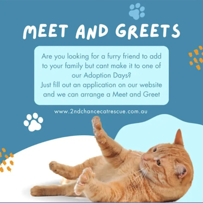 Photo of Nala **2nd Chance Cat Rescue**