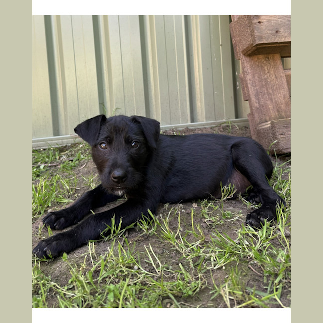 Photo of Raven   8 Week Old Wolfhound X