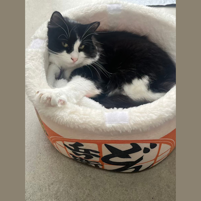 Photo of Silver 