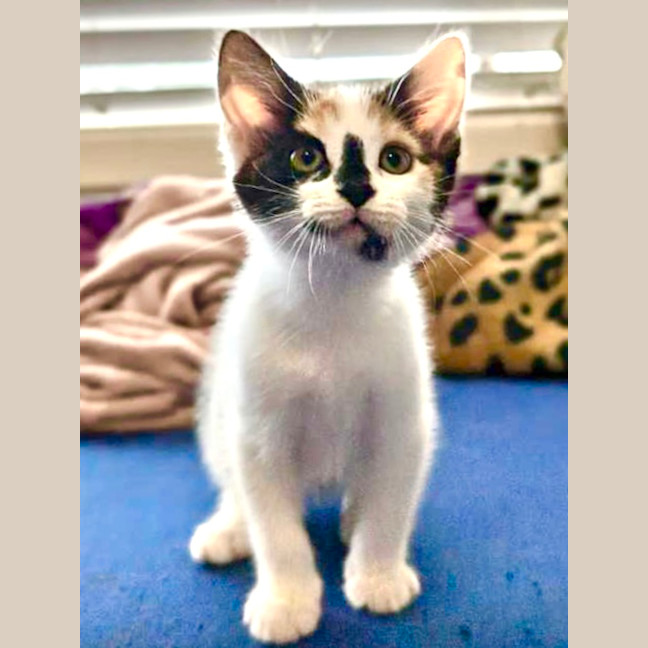 Photo of Phantom