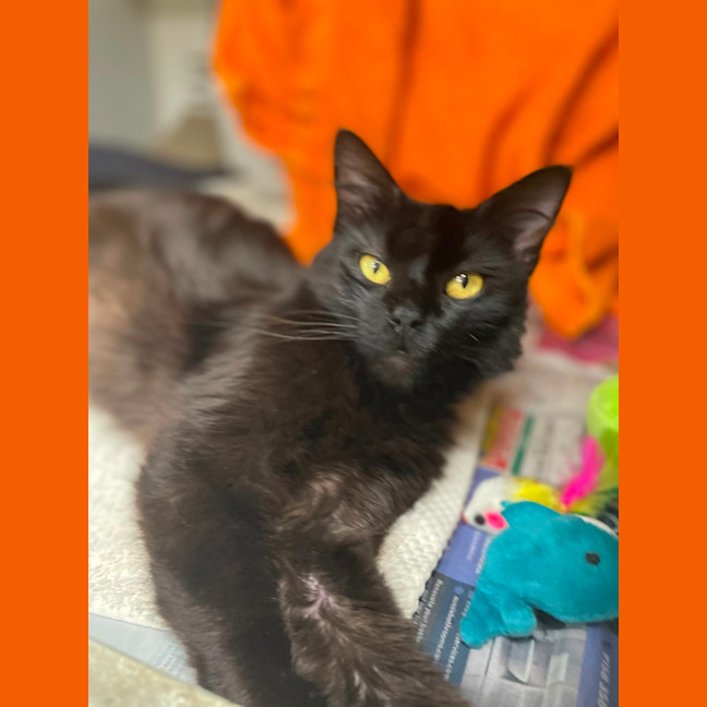 Photo of Bagheera