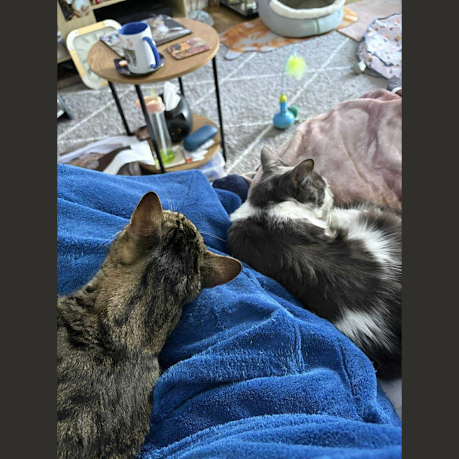 Photo of Taffy & Tiggy 