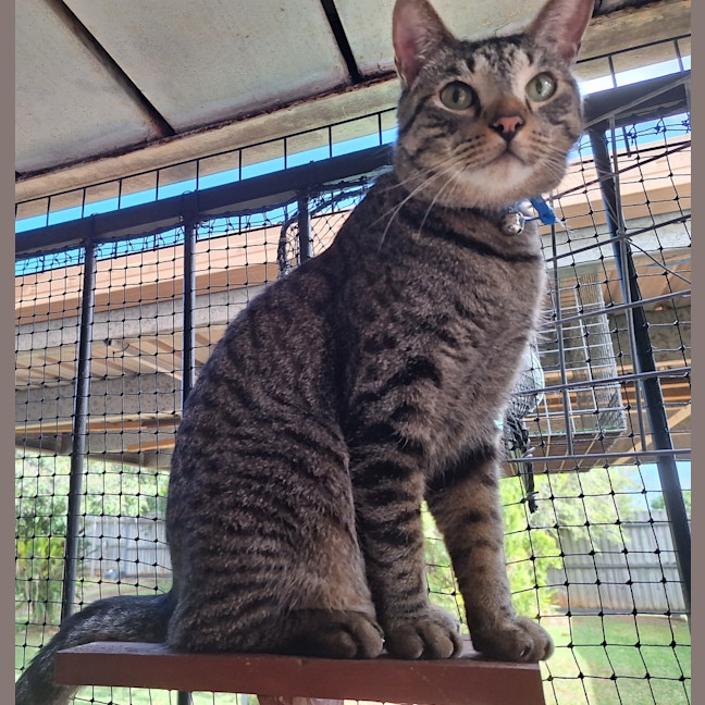 Photo of Dexter