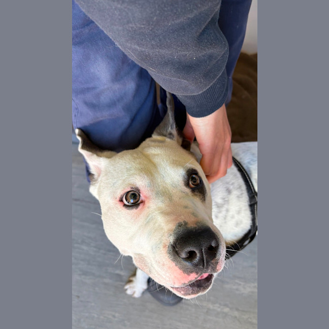 Photo of Bronco