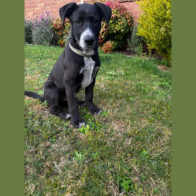 Photo of Bruno