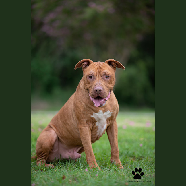 Photo of Bronx