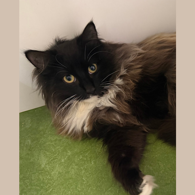 Photo of Bootsie (Now Snivy)