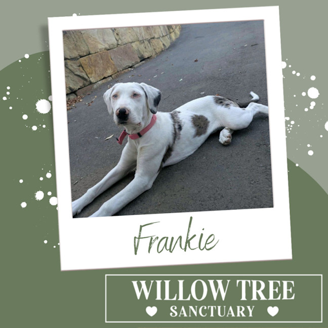 Photo of Frankie