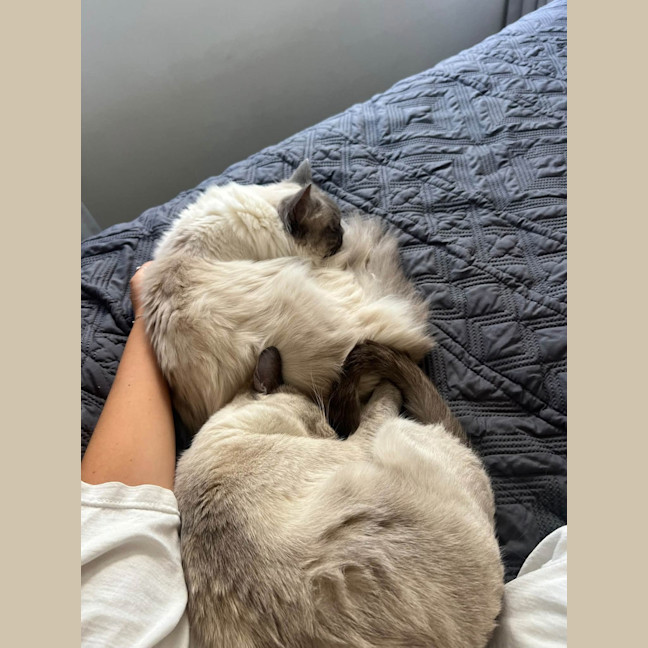 Photo of Snowy