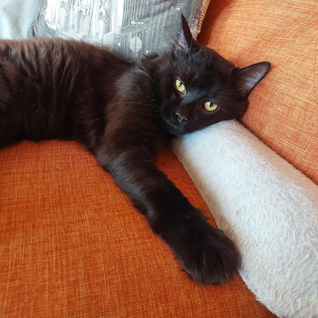 Photo of Theodore