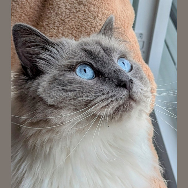 Photo of Tilly