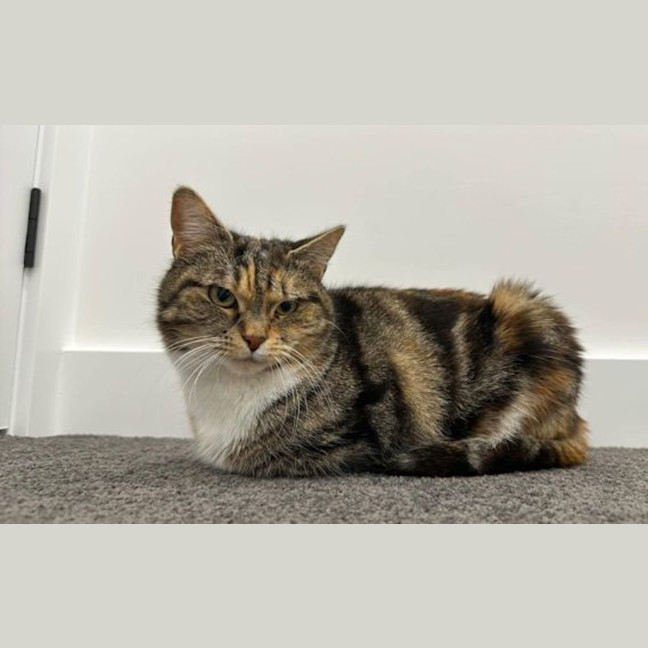 Photo of Lady