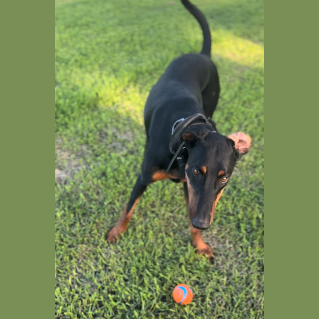 Photo of Ms Z Von Dobermann