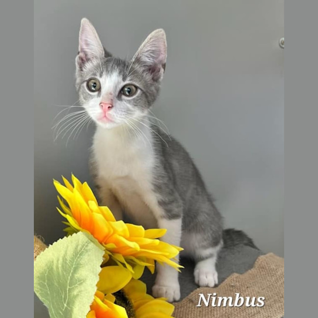 Photo of Nimbus
