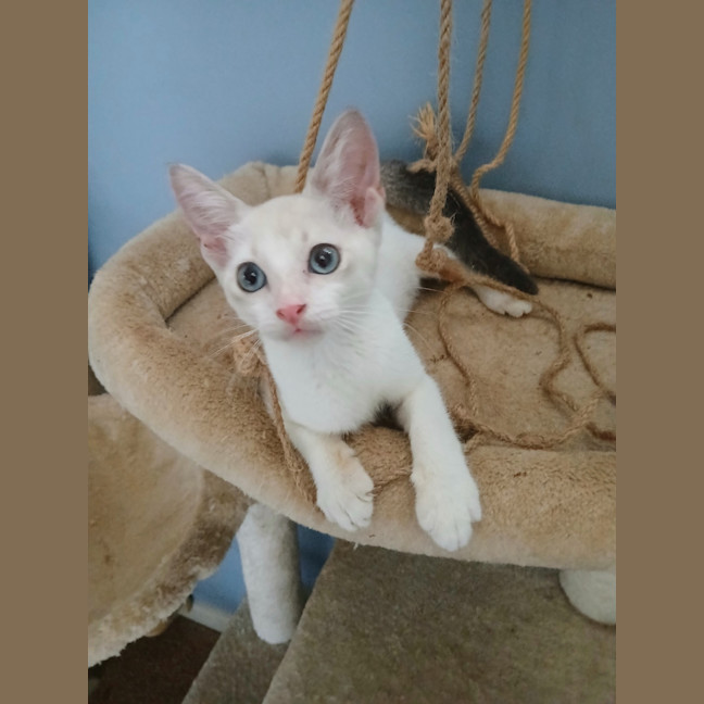 Photo of Marshmallow