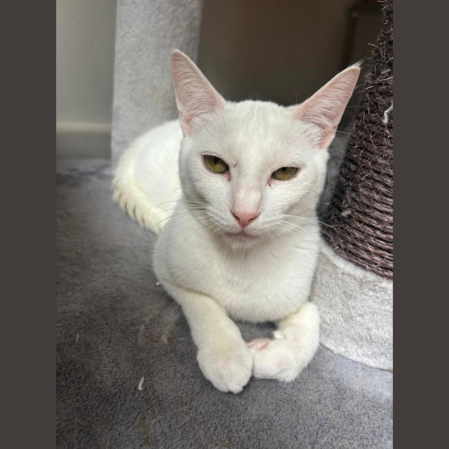 Photo of Casper 