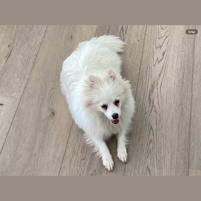 Photo of Pearl