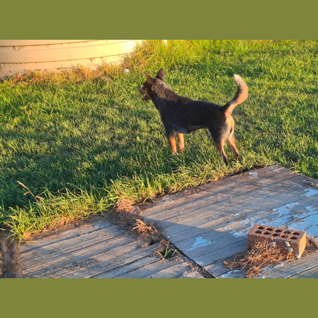 Photo of Shelby