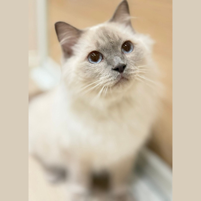 Photo of Nimbus