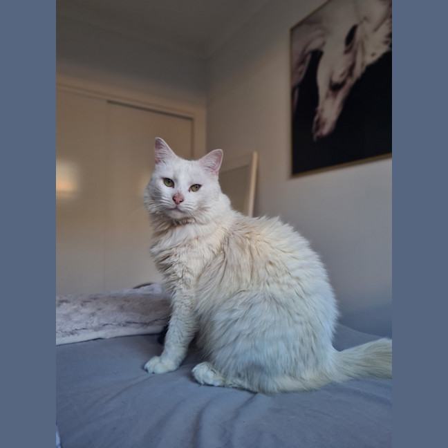 Photo of Snowball