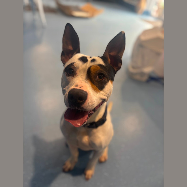 Photo of Demo   2 Year Old Staffy X