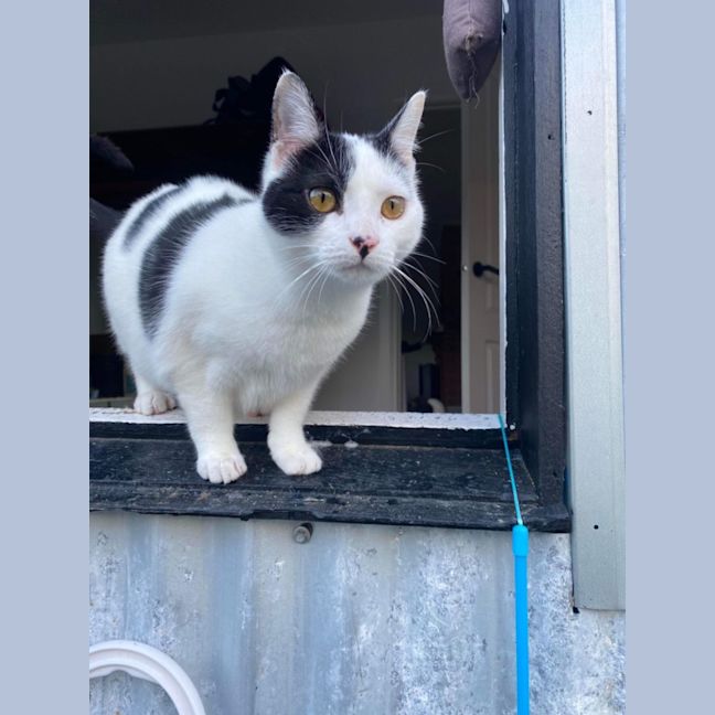 Photo of Birdie & Boo🐦